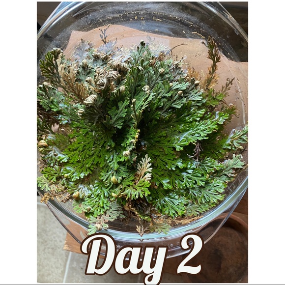 Rose of  Jericho house plant resurrection plant - Picture 6 of 6